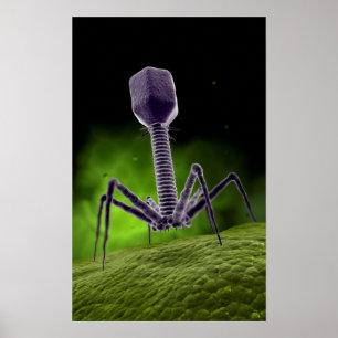 Poster Vue Microscopique Du Bactériophage