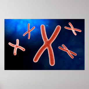 Poster Vue Microscopique Du Chromosome 1