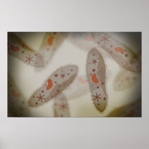 Poster Vue Microscopique Du Paramètre 1