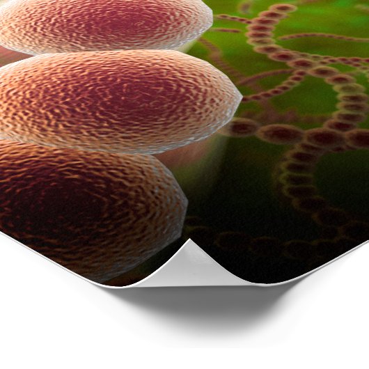 Poster Vue Microscopique Du Streptococcus Pneumoniae (Coin)