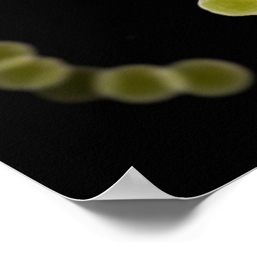 Poster Vue Microscopique Du Streptocoque 1 (Coin)