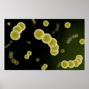 Poster Vue Microscopique Du Streptocoque 1