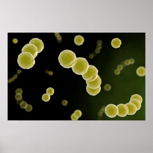 Poster Vue Microscopique Du Streptocoque 1 (Devant)