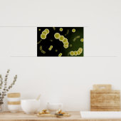 Poster Vue Microscopique Du Streptocoque 1 (Cuisine)