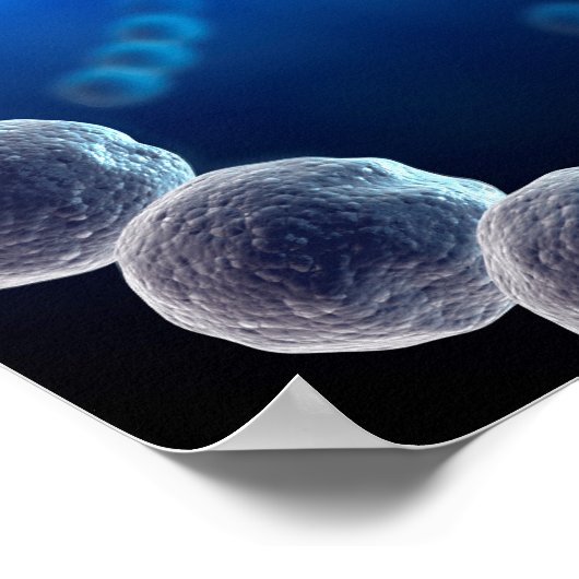 Poster Vue Microscopique Du Streptocoque 2 (Coin)