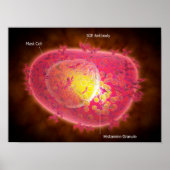 Poster Vue Microscopique D'Une Cellule Mâle (Devant)