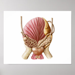 Poster Vue Postérieure De La Vessie Urinaire