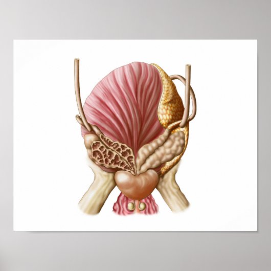 Poster Vue Postérieure De La Vessie Urinaire (Devant)
