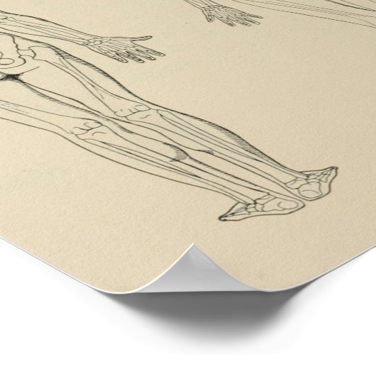 Poster Vue postérieure Squelette humain Homme Femme Impri (Coin)