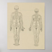 Poster Vue postérieure Squelette humain Homme Femme Impri (Devant)
