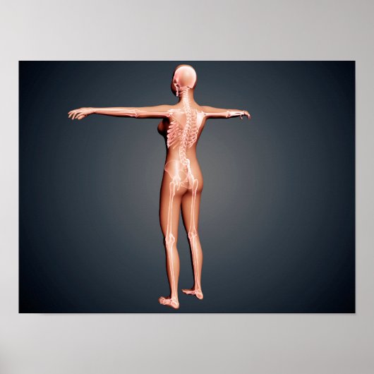 Poster Vue Précédente Du Corps Féminin Avec Système Squel (Devant)