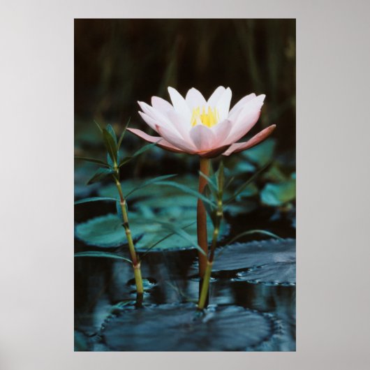 Poster Vue rapprochée de nénuphar à Inle Lake (Devant)
