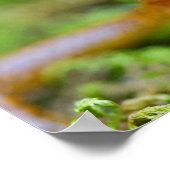 Poster Vue rapprochée du visage de salamandre à queue lon (Coin)