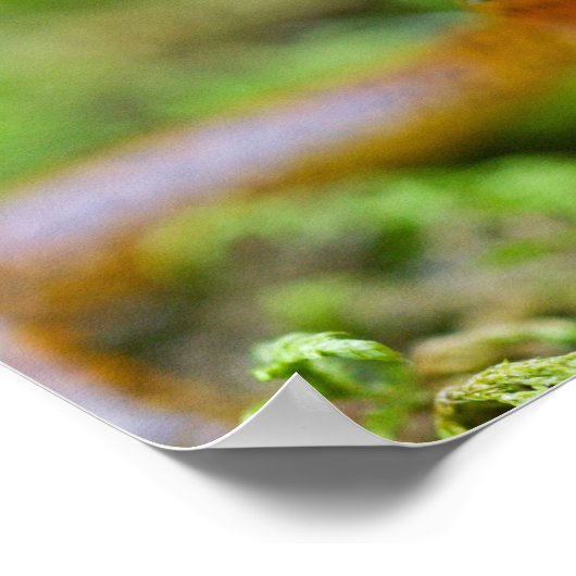 Poster Vue rapprochée du visage de salamandre à queue lon (Coin)