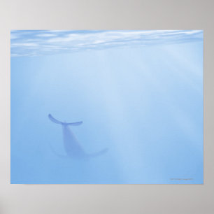 Poster Vue sous-marine de baleine
