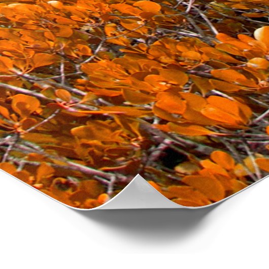 Poster Vue sur la forêt orange. Arrière - plan de feuille (Coin)