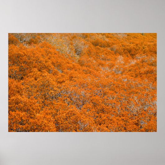 Poster Vue sur la forêt orange. Arrière - plan de feuille (Devant)