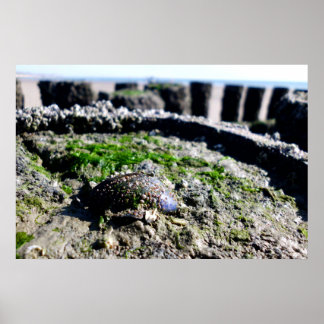Poster Vue sur la mer - salutations de la mer