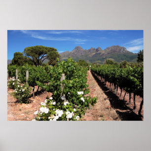 Poster Vue Sur Les Vignobles. Stellenbosch