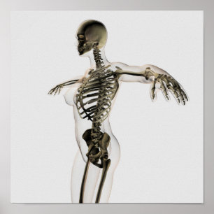 Poster Vue tridimensionnelle de système squelettique