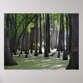 Poster VueCachetCyprès