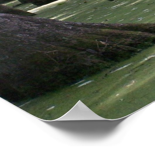 Poster VueCachetCyprès (Coin)