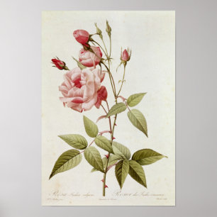 Poster Vulgaris indica de Rosa, des 'roses de Les