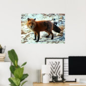 Poster Vulpes_vulpes_Renard rouge (Bureau à domicile)
