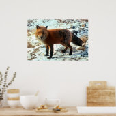 Poster Vulpes_vulpes_Renard rouge (Cuisine)