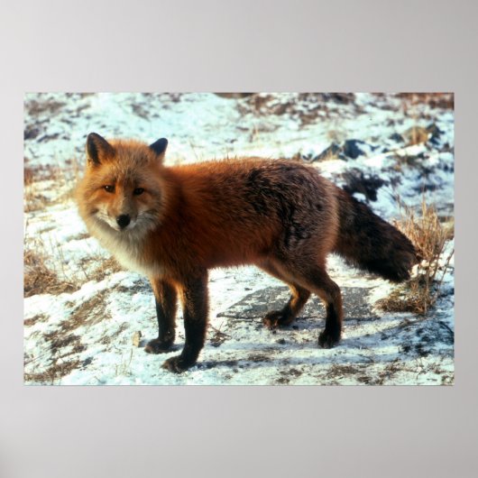 Poster Vulpes_vulpes_Renard rouge (Devant)