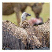 Poster Vulture (Devant)