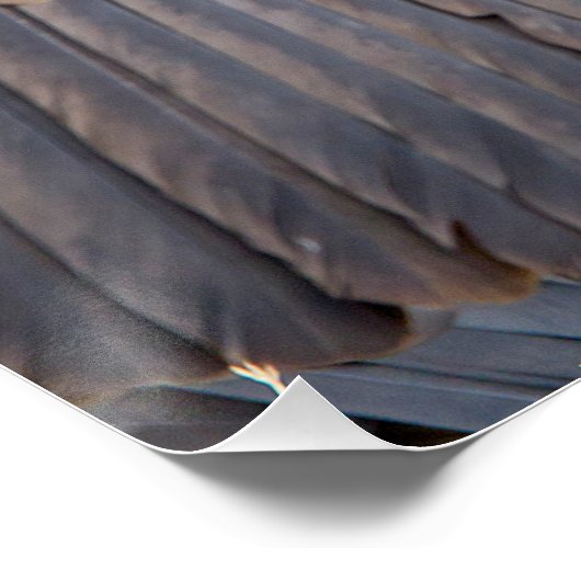 Poster Vulture (Coin)