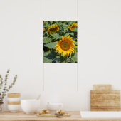Poster WA, comté de Kittitas, champ de tournesols (Cuisine)