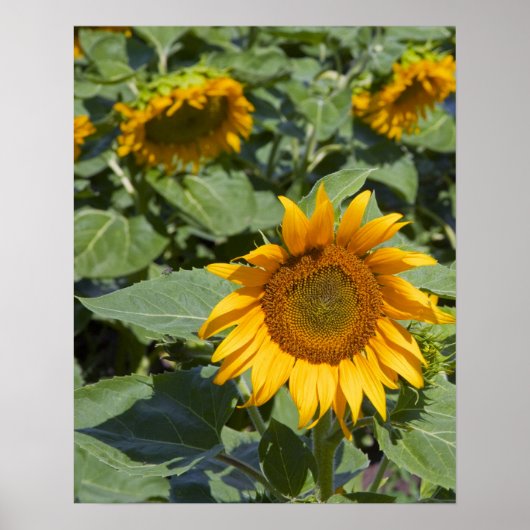 Poster WA, comté de Kittitas, champ de tournesols (Devant)