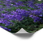 Poster WA, Mont Rainier NP, prairie de Lupine et de Bisto (Coin)