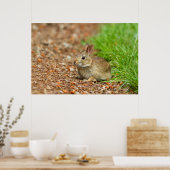 Poster WA, Redmond, East Cottontail bébé lapin (Cuisine)