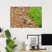 Poster WA, Redmond, lapin bébé à queue blanche (Bureau à domicile)