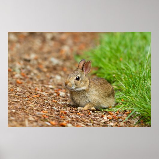 Poster WA, Redmond, lapin bébé à queue blanche (Devant)