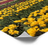 Poster WA, Skagit Valley, Skagit Valley Tulip (Coin)