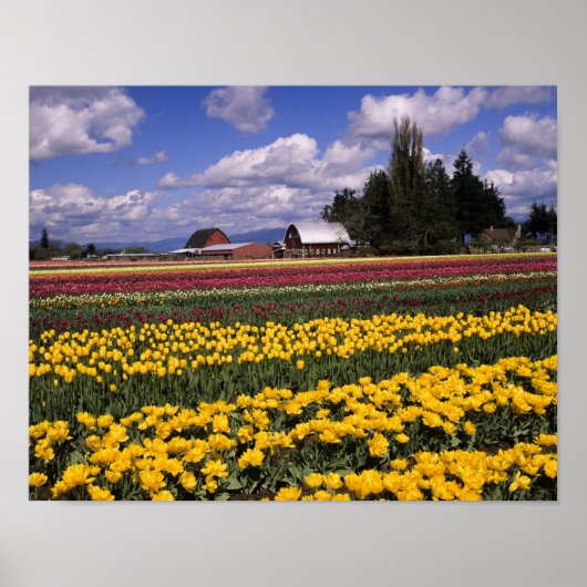 Poster WA, Skagit Valley, Skagit Valley Tulip (Devant)