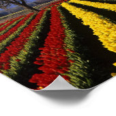 Poster WA, Skagit Valley, Skagit Valley Tulip 2 (Coin)