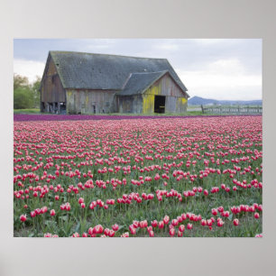 Poster WA, vallée de Skagit, champ de tulipes et grange