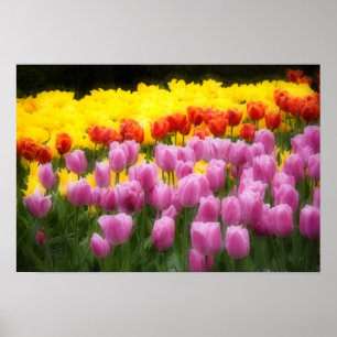 Poster WA, Vallée de Skagit, Roozengaarde Tulip Garden, 2