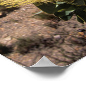 Poster Waboom Protea (Protea Nitidia), Langeberg (Coin)