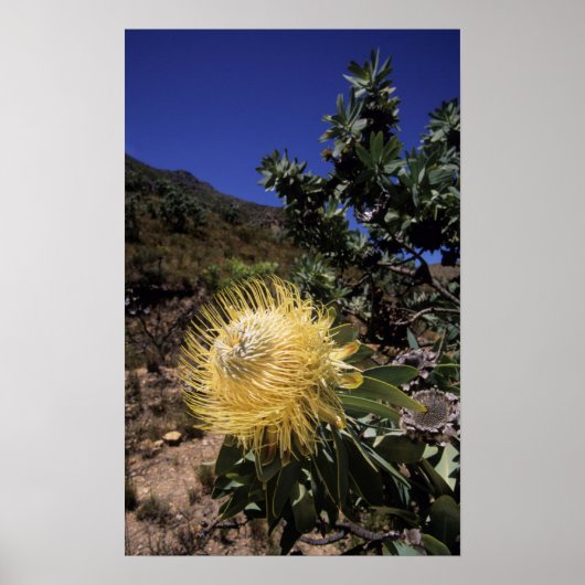 Poster Waboom Protea (Protea Nitidia), Langeberg (Devant)