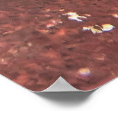 Poster Wacky Weird Wobbegong (Coin)