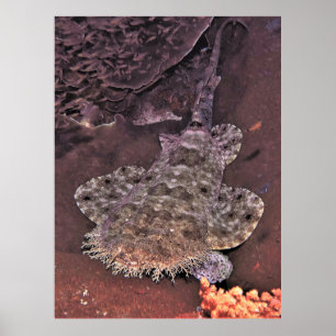 Poster Wacky Weird Wobbegong