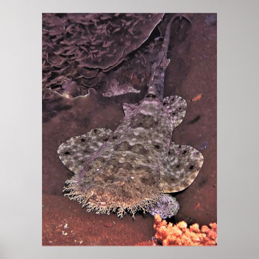 Poster Wacky Weird Wobbegong (Devant)
