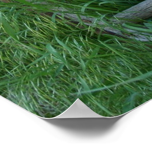 Poster Wagon Wheel (Coin)