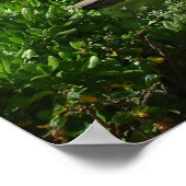 Poster waikiki (Coin)